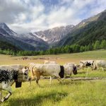 catalin_03