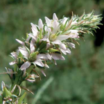 Myricaria-germanica